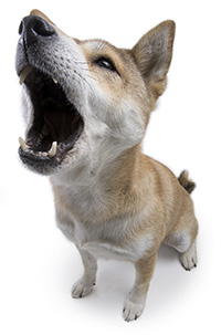 Photo of dog barking/growling