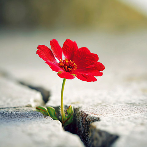 Red flower growing through crack in the ground, selective focus. Concept of strength and resilience.