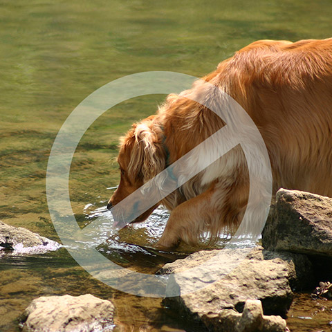 Photo of a dog drinking from a lake with a cross over it, indicating it should not do this