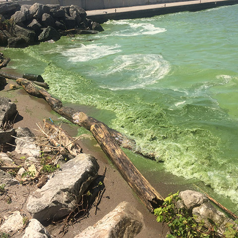 Photograph of blue green algae bloom at a beach