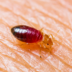 Photo of a bed bug