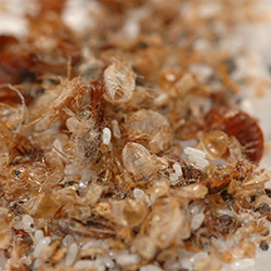 Photo of dead bed bugs