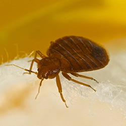 Photo of a bed bug