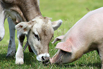 image of a cow and pig