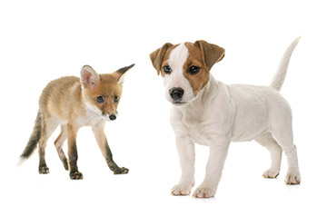 Photo of a dog and a fox