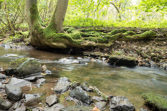 Photo of wooded area with a stream running through it