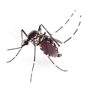 Aedes albopictus on sale