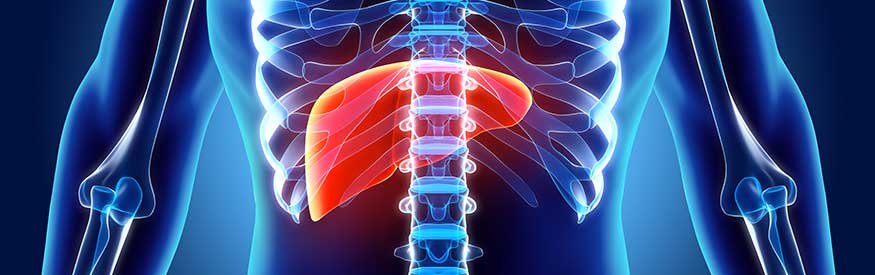 image of an xray of a human body highlighting the liver