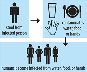 Stool form infected person - Contaminates water, food, or hands - Human become infected from water, food, or hands