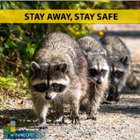 Rabies awareness graphic with Raccoon photo - 2 of 3