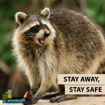 Rabies awareness graphic with Raccoon photo - 3 of 3