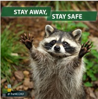 Rabies awareness graphic with Raccoon photo - 1 of 3