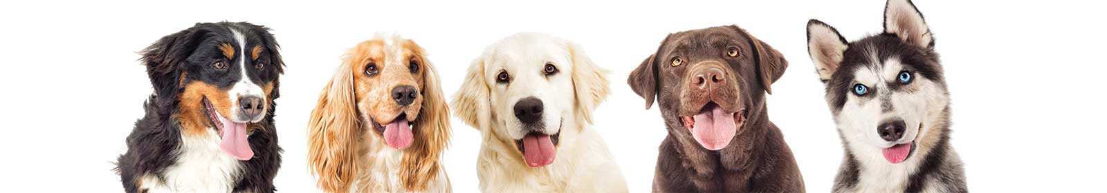 Photo of a different breeds of dogs