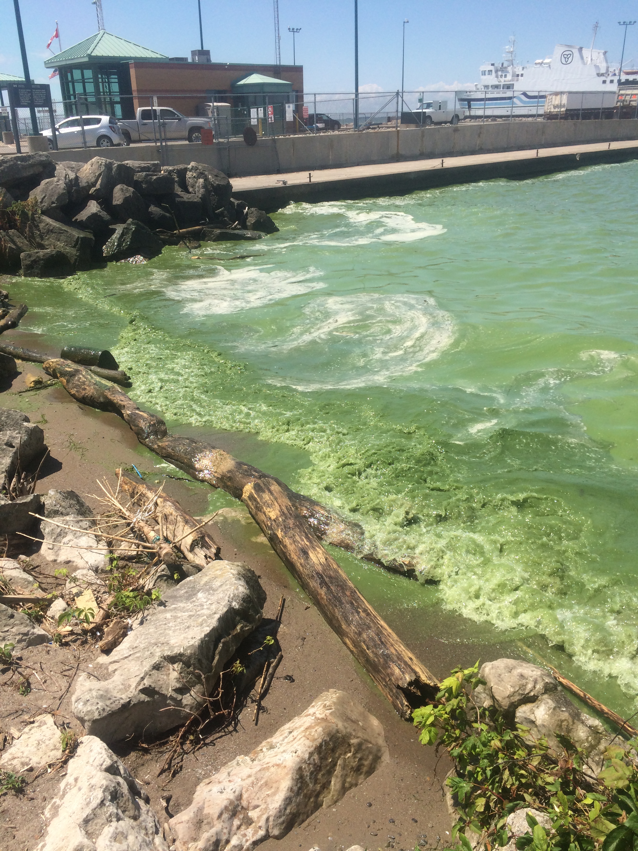 Photo of Blue-Green Algae bloom